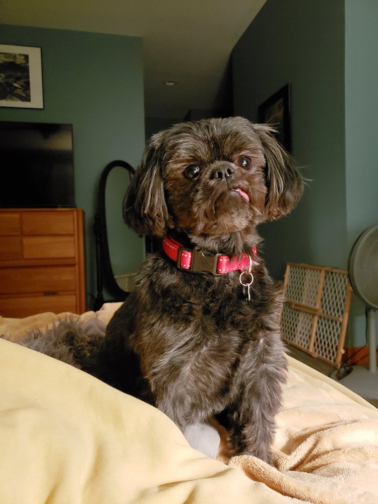 CLASSIE CLIP ALL BREED GROOMING SHOP Updated September 2024 102