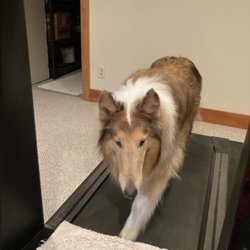 Fitness Machine Technicians - My dog is happy too!