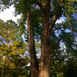Bicentennial Park