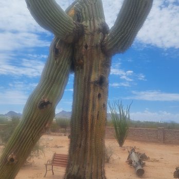 AZ Cactus Experts - Sugauro, after high winds. From judyasilano@gmail.com. eloy az - Landscaping Near Me AZ Cactus Experts - Sugauro, after high winds. From judyasilano@gmail.com. eloy az - Landscaping Near Me