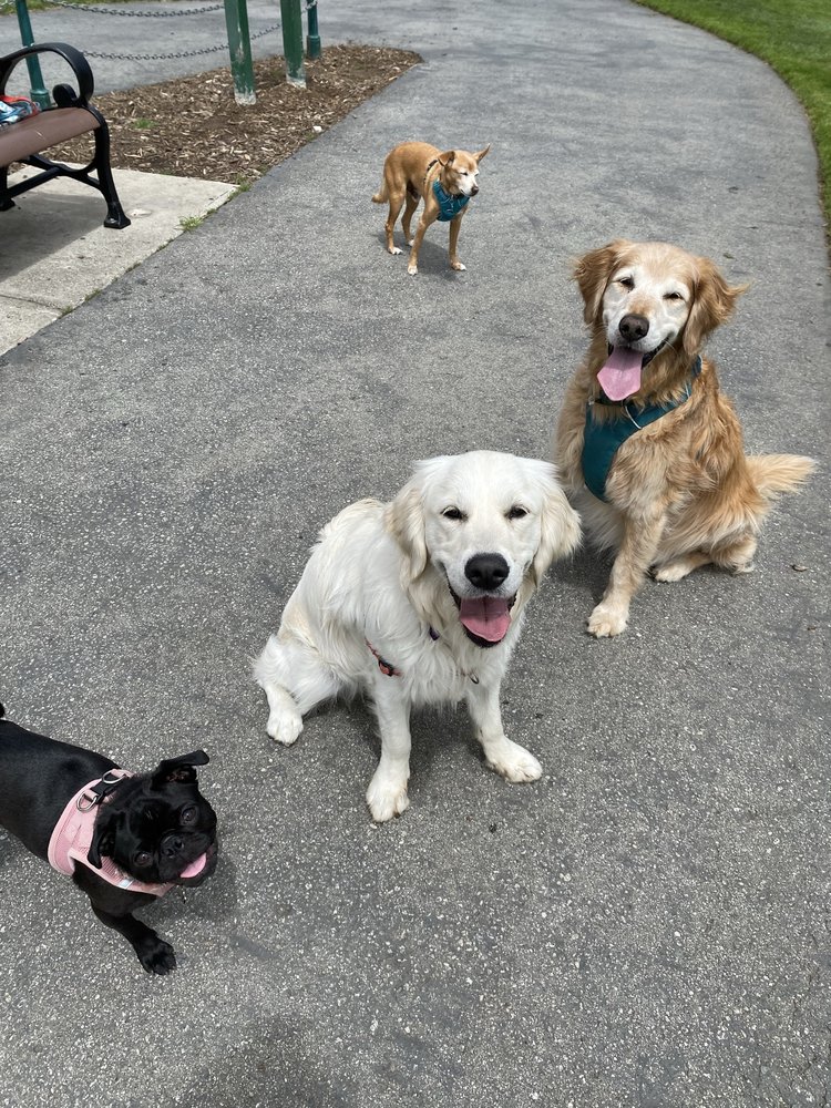 Pets Are People Too  Image