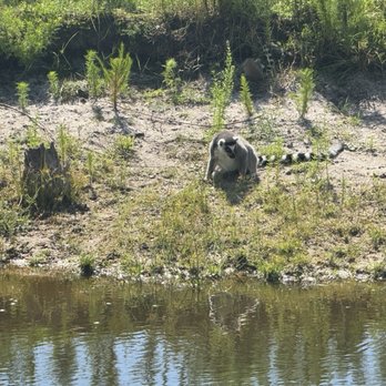Safari Wilderness Ranch - Lemur island - Tours Near Me - Lakeland, Florida Safari Wilderness Ranch - Lemur island - Tours Near Me - Lakeland, Florida