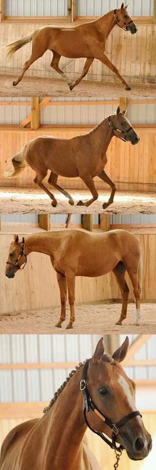 Stargate Stables - equestrian in Washington, PA