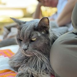 Sacramento Valley Veterinary Services