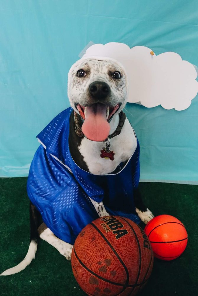 WAGS DOG CLUB 14 Photos 7 Marway Dr, Rochester, New York Pet