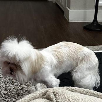Bow Tie Mobile Pet Grooming - After being groomed by Bow Tie Mobile Pet Grooming - Pet Groomers Near Me Bow Tie Mobile Pet Grooming - After being groomed by Bow Tie Mobile Pet Grooming - Pet Groomers Near Me
