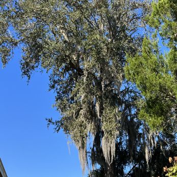 Arborist Pros Tree Service - Close up - Tree Services Near Me Arborist Pros Tree Service - Close up - Tree Services Near Me