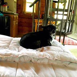 Houghton / Letchworth KOA - 2 of the Amish built cabins are dog friendly!
