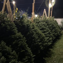 Buckland Christmas Trees - Beautiful tree's