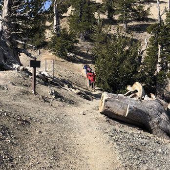 Mount Baden-Powell Trail - My "Squad" passing the Wally Waldron tree - Hiking Near Me