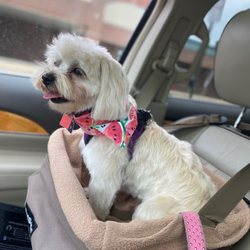 Paws Grooming Studio