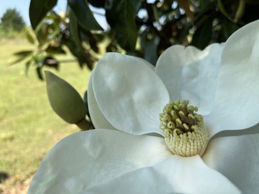 Tulsa Botanic Garden by null