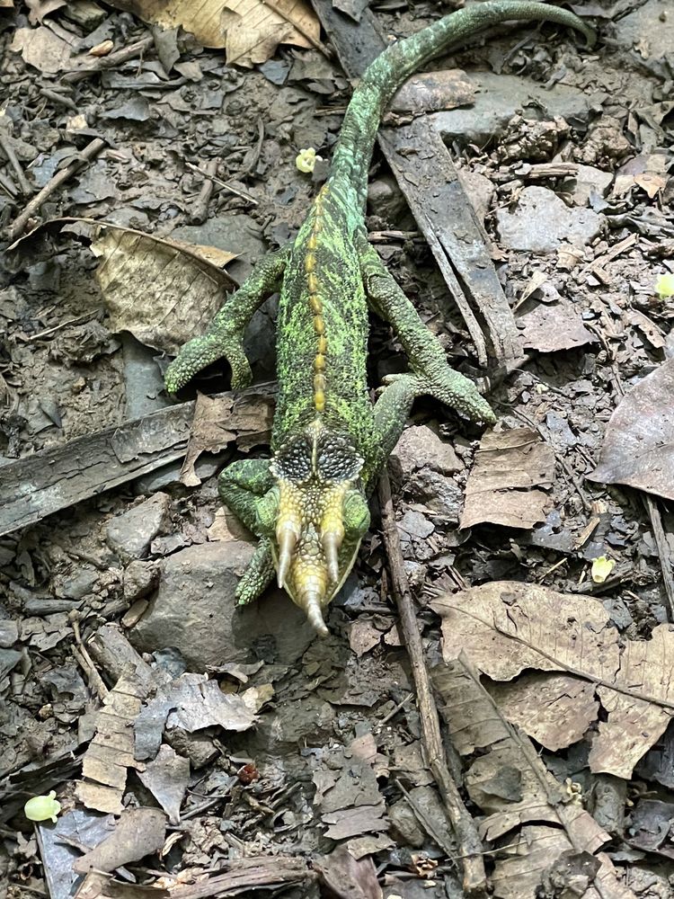 MAUNAWILI DITCH TRAIL Updated September 2024 22 Photos