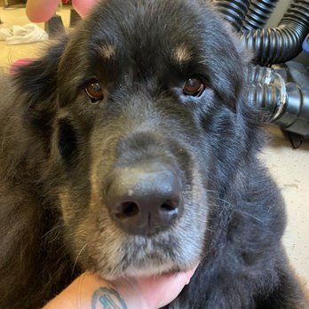 Barking Lot Boutique - Look at that face - Pet Groomers Near Me - Evans, Georgia
