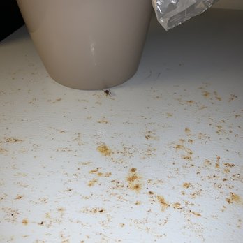 Bahama House - Cockroach #2 - Hotels Near Me - Daytona Beach, Florida
