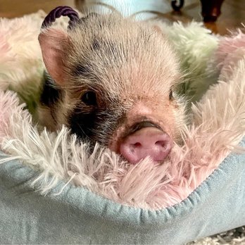 Area Wide Veterinary Clinic - Mr. Pig - Veterinarians Near Me - Livingston, Texas Area Wide Veterinary Clinic - Mr. Pig - Veterinarians Near Me - Livingston, Texas