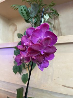 Pho Saigon Pearl by null