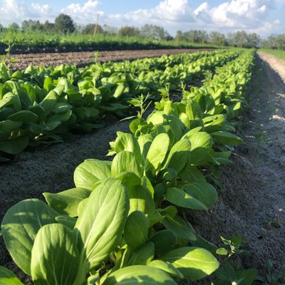 Local Healthy Ingredients! - Check out some of local, fresh and healthy ingredients! Local Healthy Ingredients! - Check out some of local, fresh and healthy ingredients!
