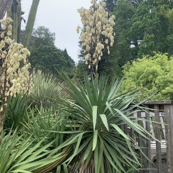 UC Botanical Garden at Berkeley - Curve Leaf Yucca - Botanical Gardens Near Me - Berkeley, California