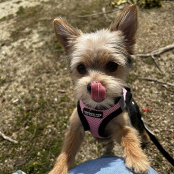 Bark Bath - Pet Groomers Near Me - Walnut, California Bark Bath - Pet Groomers Near Me - Walnut, California