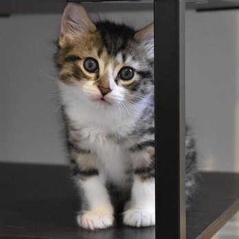 RISPCA - Animal Shelters Near Me - Warwick, Rhode Island
