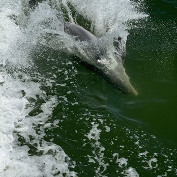 King Fisher Fleet - Dolphins - Boating Near Me - Punta Gorda, Florida