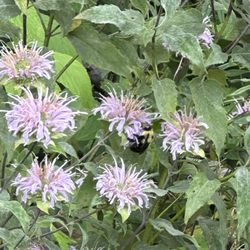 Bemis Woods and Forest Preserve