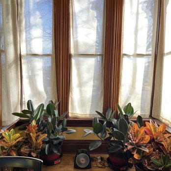Incredibly Delicious - a sunlit room with potted plants - Bakeries Near Me - Springfield, Illinois