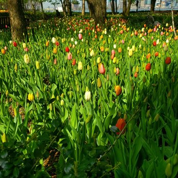 Pumphouse Park - Tulips for days - 4/20/2023 - Parks Near Me Pumphouse Park - Tulips for days - 4/20/2023 - Parks Near Me