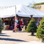 Photo of Wagner Christmas Trees