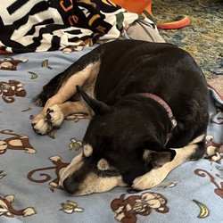 Pets by the Sea - Morley Bob, who will be 18 this year, recommends Melissa (when he's not busy sleeping).