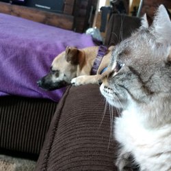 Pampered Pooch Pet Hotel - Napping with Kitty