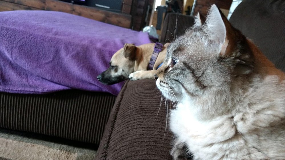 PAMPERED POOCH PET HOTEL Updated October 2024 112962 Kahaualea Rd