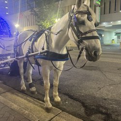 The Carriage Company
