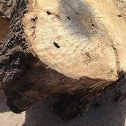 Holcomb Tree Service