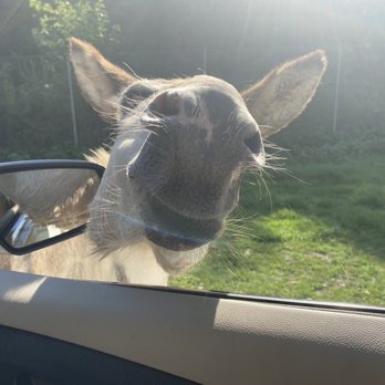 Nova Wild - Petting Zoos Near Me - Vienna, Virginia