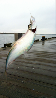 broadway bait and tackle