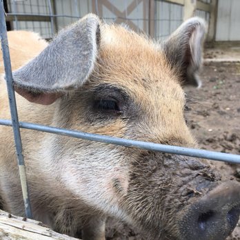McClure's Orchard - Farm animals to visit - Wineries Near Me - Peru, Indiana