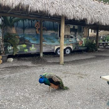 The Gator Grill - Gator, Grill, food, truck, and Peacock - Food Trucks Near Me - Weston, Florida