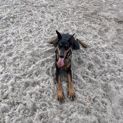 Lake Druid Park Dog Run - Enjoying the dirt