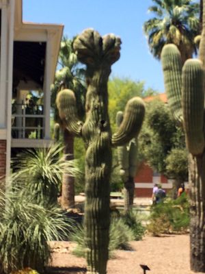 Arizona State Museum by null