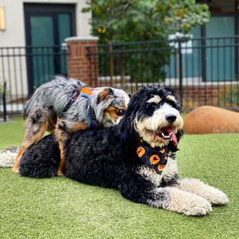 Cannery Park - Dog park - Playgrounds Near Me - San Jose, California