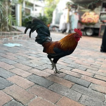 Garbo's Grill - Free range chicken - Food Trucks Near Me - Key West, Florida Garbo's Grill - Free range chicken - Food Trucks Near Me - Key West, Florida