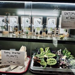 A Modern Plantsman