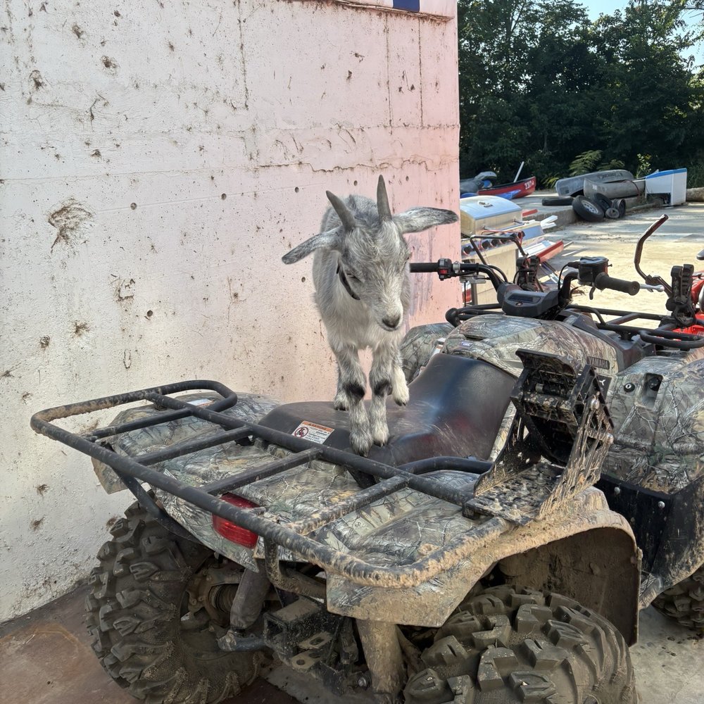 All American float goat cougar