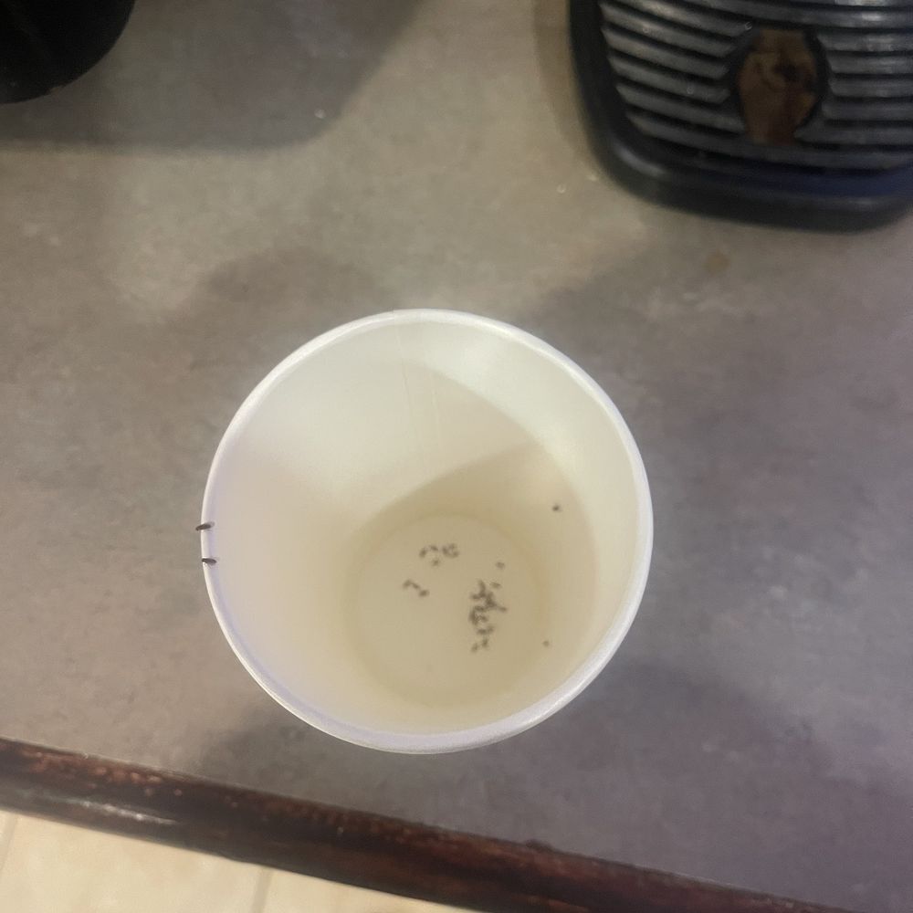 West Star Resort - Fruit Flies that came out of juice machine - Hotels Near Me - Jackpot, Nevada