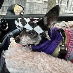 The Painted Pooch - My chihuahua after a visit to the Painted Pooch