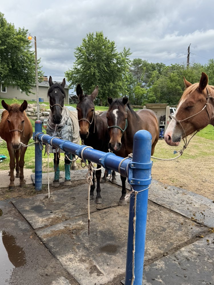 Big creek horse and mule - equestrian in Lakeville, MN