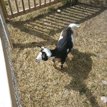 Resort Pike Cidery & Winery - Dogcowgoats lol - Wineries Near Me - Petoskey, Michigan Resort Pike Cidery & Winery - Dogcowgoats lol - Wineries Near Me - Petoskey, Michigan