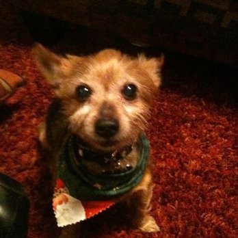 Pet Memories Cremation Service - Spanky - Pet Cremation Services Near Me - Rockwall, Texas Pet Memories Cremation Service - Spanky - Pet Cremation Services Near Me - Rockwall, Texas